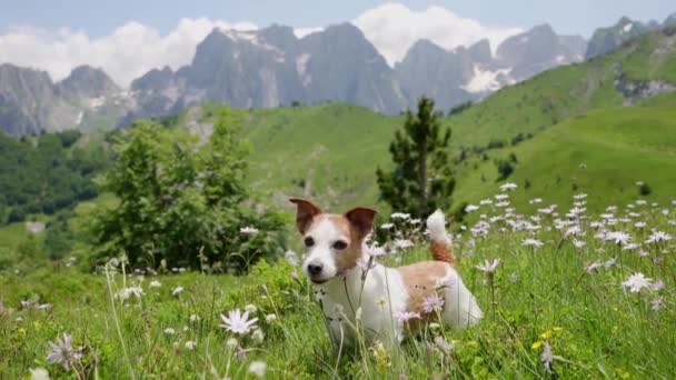 Viaja Con Perro Prados Alpinos Montañas Feliz Jack Russell Terrier — Vídeos de Stock