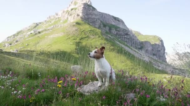 Perro Las Montañas Valiente Jack Russell Terrier Naturaleza — Vídeo de stock