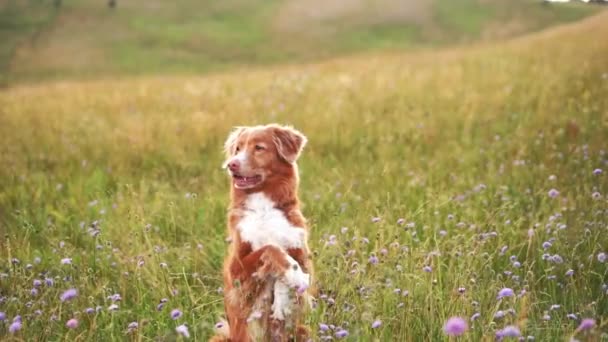 Σκύλος Κάθεται Ένα Χωράφι Στο Γρασίδι Όμορφο Κατοικίδιο Στη Φύση — Αρχείο Βίντεο