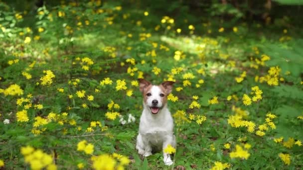 Jack Russell Terrier Blommfältet Roligt Husdjur Naturen Skogsnatur — Stockvideo