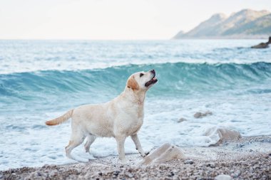 Deniz kenarındaki köpek. Doğada Fawn Labrador Retriever. Bir evcil hayvanla seyahat ve tatil.