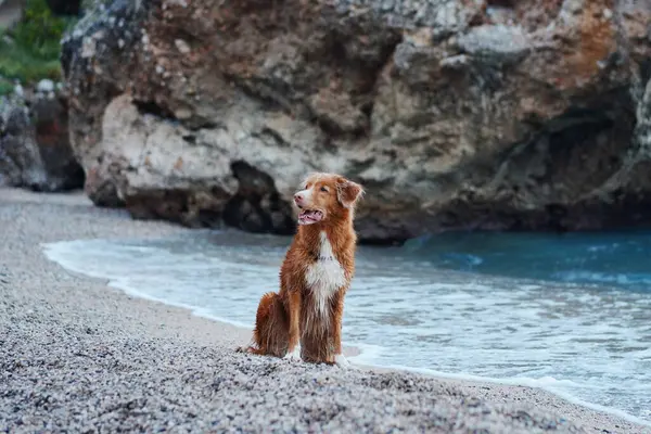 the dog by the sea. Nova Scotia duck tolling retriever at blue water