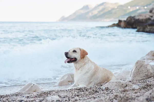 the dog by the sea. Fawn labrador retriever in nature. Traveling and vacationing with a pet