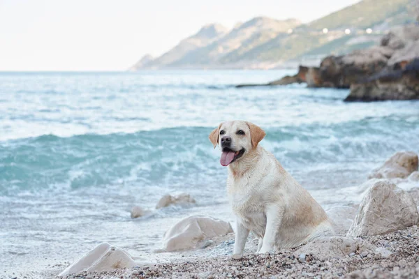 the dog by the sea. Fawn labrador retriever in nature. Traveling and vacationing with a pet