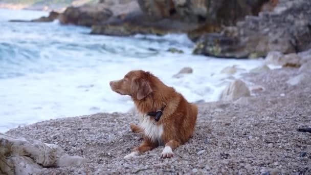 Hunden Vid Havet Nova Scotia Duck Tolling Retriever Vid Blått — Stockvideo