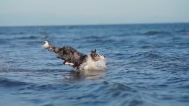 Denizde bir köpek. Mutlu mermer sınır çoban köpekleri atlıyor, yüzüyor