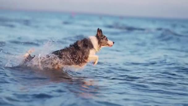 Denizde Bir Köpek Mutlu Mermer Sınır Çoban Köpekleri Atlıyor Yüzüyor — Stok video