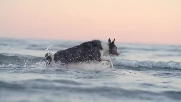 Σκύλος Στο Νερό Στη Θάλασσα Χαρούμενα Μαρμαροποιημένα Σύνορα Πηδώντας Κολυμπώντας — Αρχείο Βίντεο