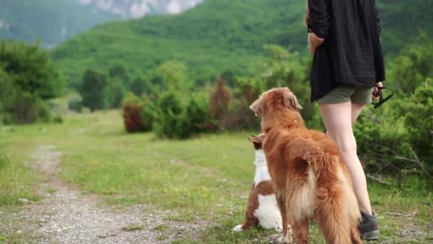 Girl Two Dogs Walk Mountains Valley Traveling Pet Adventure Animal — Stock Video