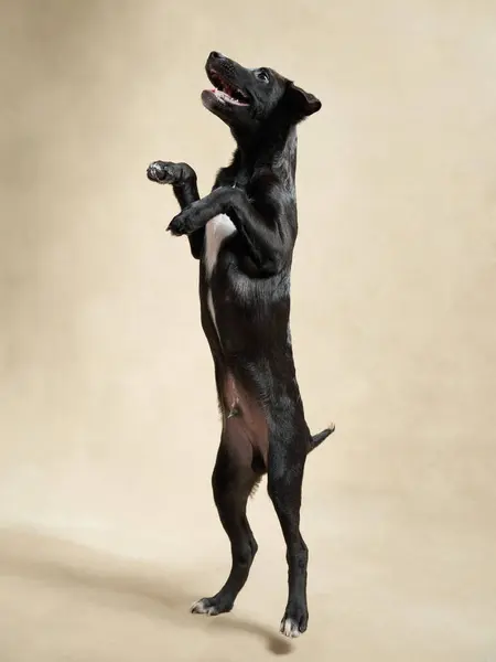 Happy black puppy on a beige background. Portrait of a dog in the studio. cute little pet.