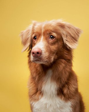 Sarı arka planda şirin kırmızı bir köpek. Nova Scotia ördek paralı av köpeği. Stüdyoda hayvan, köpek kürkü portresi