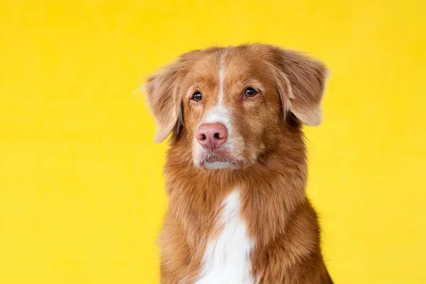 Милая Красная Собака Жёлтом Фоне Новый Шотландский Утиный Ретривер Животное — стоковое фото
