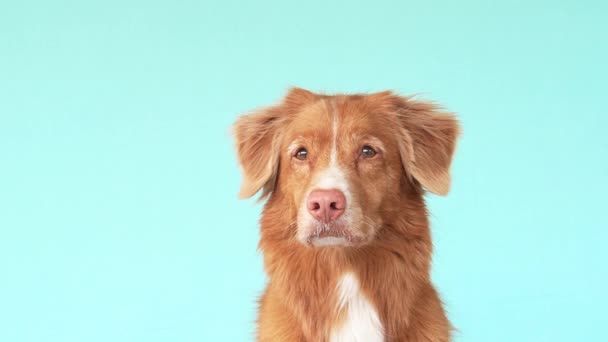 Σκύλος Τρώει Μια Νόστιμη Λιχουδιά Αστεία Nova Scotia Duck Retriever — Αρχείο Βίντεο