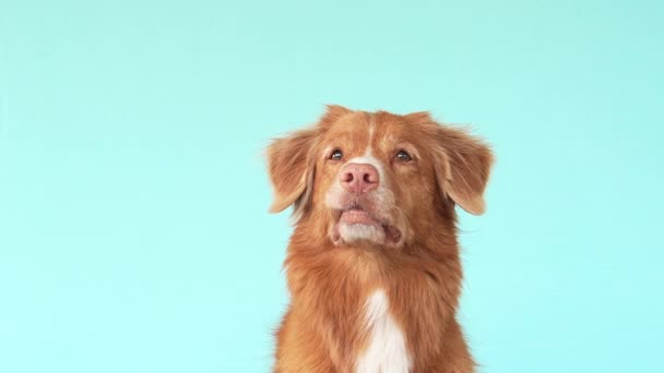 Köpek Lezzetli Bir Ziyafet Çeker Mavi Arka Planda Komik Bir — Stok video