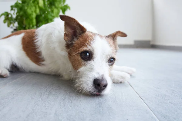 stock image dog on the terrace outdoors. Happy jack russell terrier resting at home