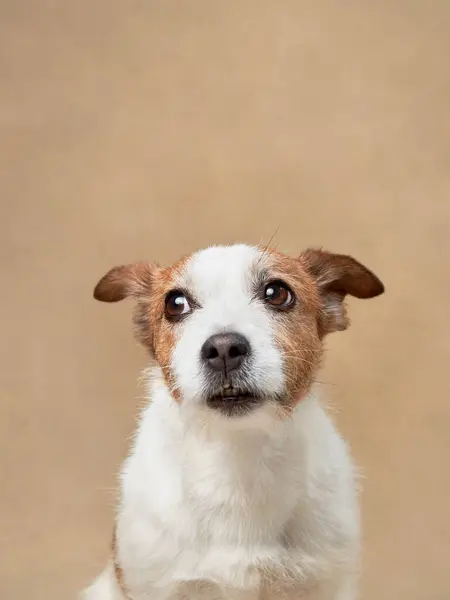 Hund Auf Beigem Hintergrund Lustiger Jack Russell Terrier Studio Haustier — Stockfoto
