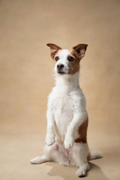 Dog Beige Background Funny Jack Russell Terrier Studio Pet Studio — Stock Photo, Image