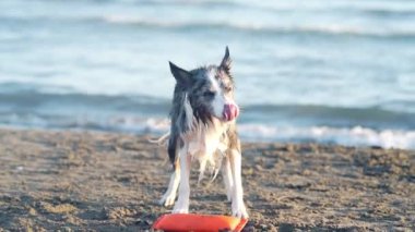 Deniz kıyısında bir köpek sallanıyor. Doğada tatilde olan komik bir çoban köpeği.