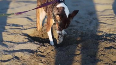 Köpek kumlu sahilde çukur kazıyor. Doğadaki komik hayvan.