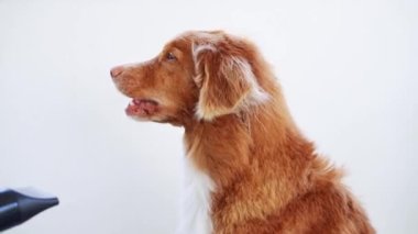 Hayvan bakımı. Köpek arka planda kurutuluyor. Bir güzellik salonunda Red Nova Scotia Duck Tolling Retriever