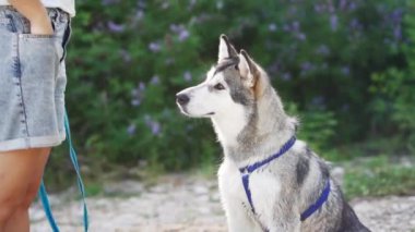 İnsan köpeğe ikramda bulunur. Hayvan eğitimi. İtaatkar Alaska Malamute