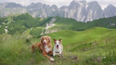 Dağlardaki güzel bir vadide iki gezgin köpek birlikte. Nova Scotia Retriever ve Jack Russell Terrier doğada