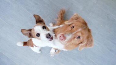 Küçük bir köpek büyük bir köpeğe sarılır. Nova Scotia Duck Tolling Retriever ve Jack Russell Terrier evde.