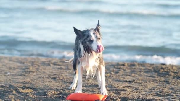 Ένα Σκυλί Φεύγει Στην Παραλία Στη Θάλασσα Αστεία Σύνορα Κόλλεϊ — Αρχείο Βίντεο