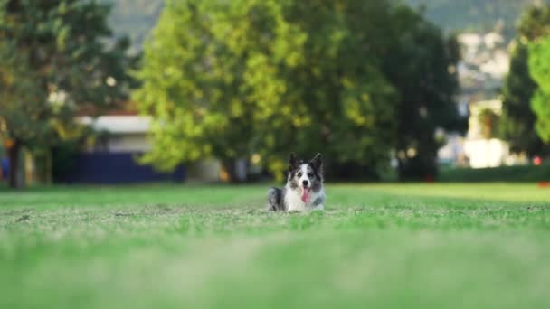 Αστείο Σκυλί Τρέχει Αργή Κίνηση Ευτυχισμένο Μαρμάρινο Σύνορο Στη Φύση — Αρχείο Βίντεο