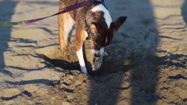 Köpek Kumlu Sahilde Çukur Kazıyor Doğadaki Komik Hayvan — Stok video