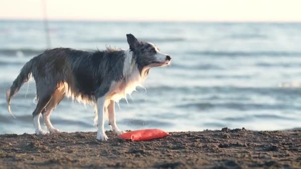 犬が海でビーチで揺れる 自然の中で休暇で面白いボーダーコリー — ストック動画