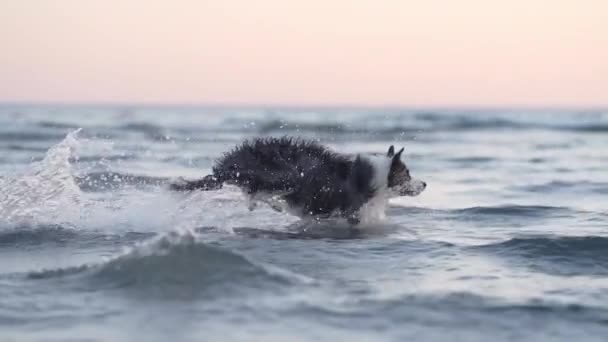 Dog Jumps Water Funny Border Collie Holiday Nature Sea — Stock Video