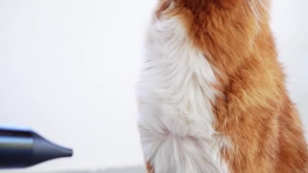 Aseo Mascotas Perro Está Siendo Secado Fondo Red Nova Scotia — Vídeos de Stock