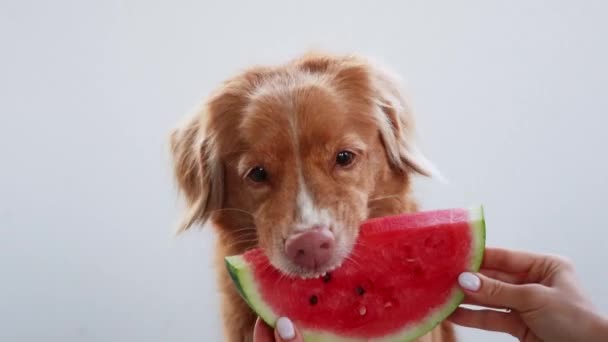 Hund Och Vattenmelon Rolig Nova Scotia Anka Tolling Retriever Roligt — Stockvideo