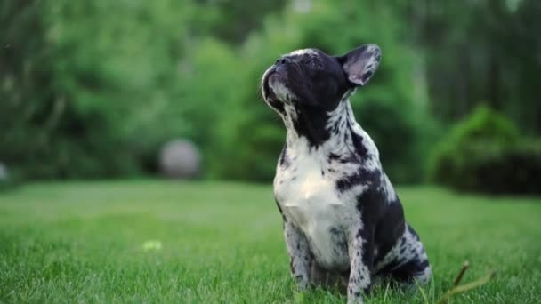 Μαρμάρινο Γαλλικό Μπουλντόγκ Στη Φύση Σκύλος Κάθεται Στο Γρασίδι Χαριτωμένο — Αρχείο Βίντεο