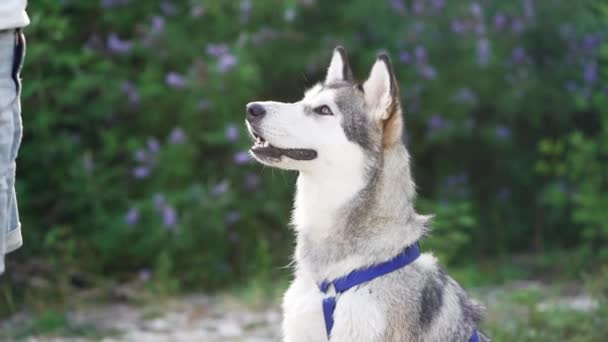 Людина Дає Собаці Ласощі Навчання Домашніх Тварин Слухняний Аляска Маламут — стокове відео