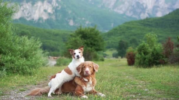 Δύο Σκυλιά Ταξιδιωτών Μαζί Μια Γραφική Κοιλάδα Στα Βουνά Nova — Αρχείο Βίντεο