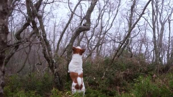 Собака Положила Лапы Дерево Активный Джек Рассел Терьер Природе Лесу — стоковое видео