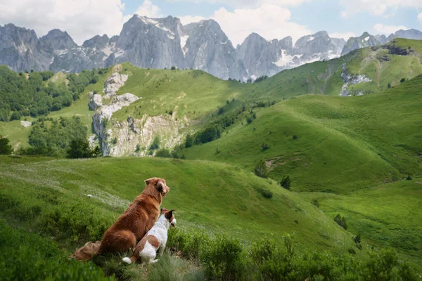 stock image two traveler dogs together in a picturesque valley in the mountains. Nova Scotia Retriever and Jack Russell Terrier on nature