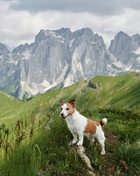 stock image Travel with dog in alpine meadows, mountains. Jack Russell Terrier on peak. hiking in nature