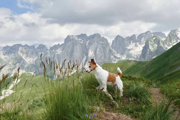 Travel with dog in alpine meadows, mountains. Jack Russell Terrier on peak. hiking in nature