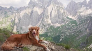 Dağlarda köpek gezgini. Nova Scotia ördek paralı av köpeği üstte. Karadağ 'da bir evcil hayvanla yürüyüş 