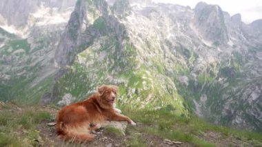 Dağlarda köpek gezgini. Nova Scotia ördek paralı av köpeği üstte. Karadağ 'da bir evcil hayvanla yürüyüş 