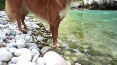 Nehrin kıyısındaki köpek. Nova Scotia ördeği av köpeğini turkuaz su ve dağların arka planında karşılıyor..