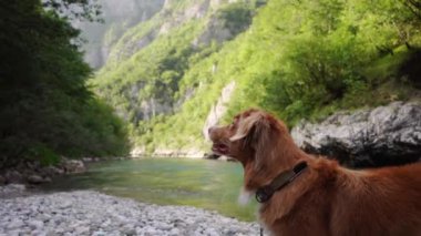 Nehrin kıyısındaki köpek. Nova Scotia ördeği av köpeğini turkuaz su ve dağların arka planında karşılıyor..