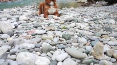 Nehrin kıyısındaki köpek. Nova Scotia ördeği av köpeğini turkuaz su ve dağların arka planında karşılıyor..