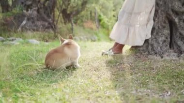 Kız oynuyor ve köpekle iletişim kuruyor. Yazın doğada Pembroke Corgi