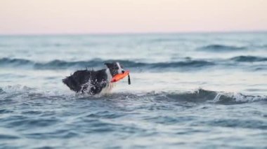 Köpek suyun üzerinde oynuyor. Deniz kenarında tatilde olan komik bir çoban köpeği.