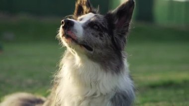 Köpek bir topla oynuyor. Doğada komik bir çoban köpeği. Doğada evcil hayvan