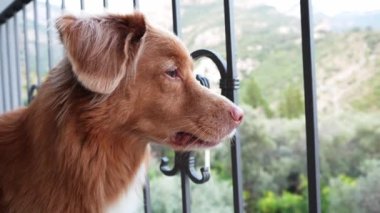 Köpek balkonda, terasta. Nova Scotia Duck Tolling Retriever içerde